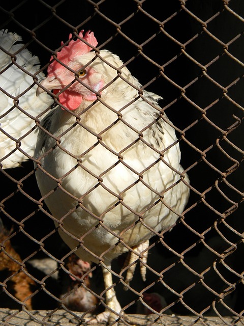 有可能在激 有可能在激